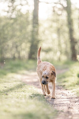 Dutch Smoushond puppy dog very cute and beige from colour in spring time with fresh green