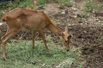 The female deer in garden at thailand