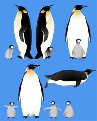 Emperor penguin with cub in colour image