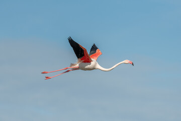 Greater Flamingo flying (Phoenicopterus roseus) in a swamp in spring.