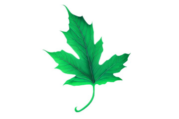 maple leaf isolated on transparent background