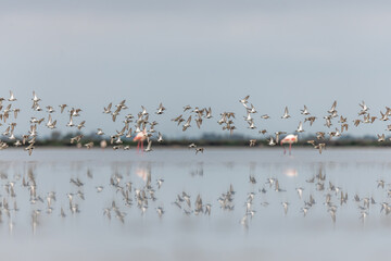 Shorebirds, Dunlin (Calidris alpina) migrating north in the Vacares pond in spring.