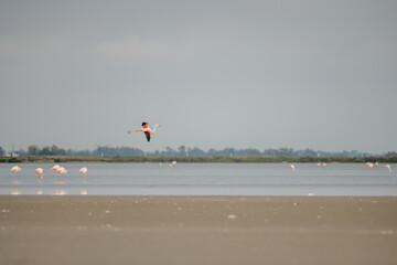 Greater Flamingo (Phoenicopterus roseus) in flight over a lagoon in spring.