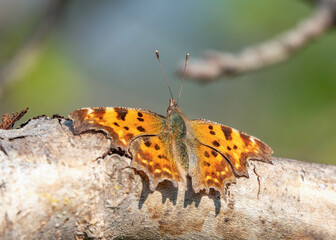 Strahlender C-Falter beim Sonnenbad auf einem Ast