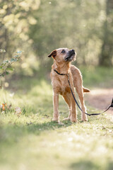Dutch Smoushond puppy dog very cute and beige from colour in spring time with fresh green © PIC by Femke