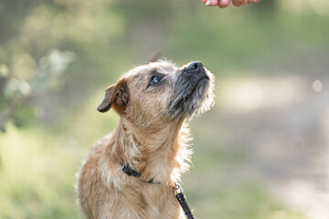 Dutch Smoushond puppy dog very cute and beige from colour in spring time with fresh green