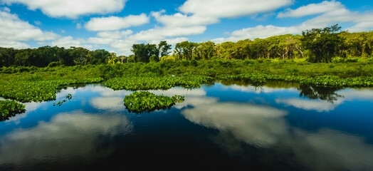 Panoramic view of Pantanal wetland national park jungle forest mato grosso Brazil 