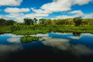 Brazil Pantanal wetland panoramic view with clouds reflection in still water pond lake