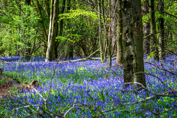 Bluebell Woodland in the spring