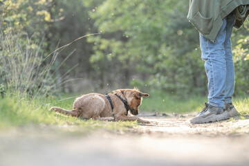 Dutch Smoushond puppy dog very cute and beige from colour in spring time with fresh green