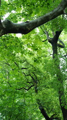 Fototapeta premium The road view with the green trees along the both sides in Shanghai in summer 