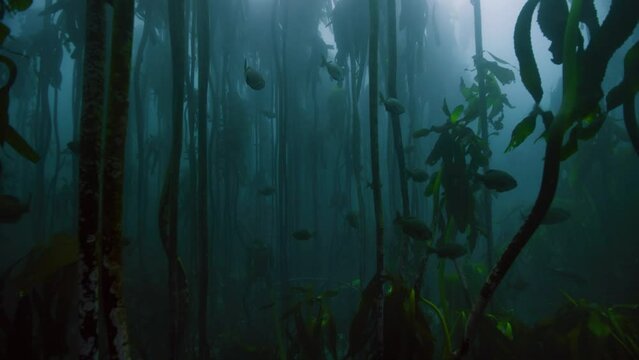 unreal swimming through dark underwater healthy thick kelp forest with school of , frightened fishes