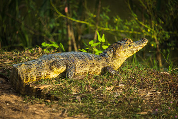 O jacaré-do-pantanal ou jacaré-do-paraguai (nome científico: Caiman yacare) The yacare caiman crocodile Family