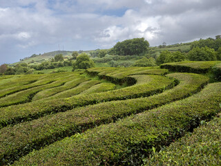 Tea plantation lines in the Azores islands