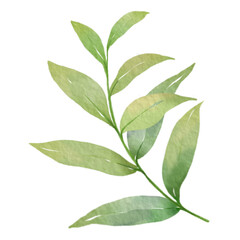 Watercolor Foliage Plants Clipart
