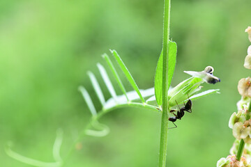 カラスノエンドウの花外蜜腺から蜜を吸うクロオオアリ