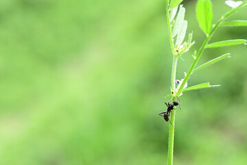カラスノエンドウの花外蜜腺から蜜を吸うクロオオアリ