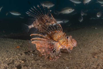 Lion fish in the Red Sea colorful fish, Eilat Israel
