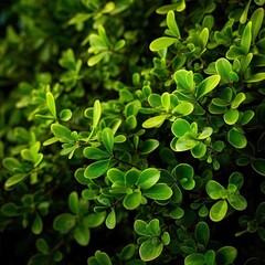 Fototapeta na wymiar close up shot of the small green leaves of a bush.