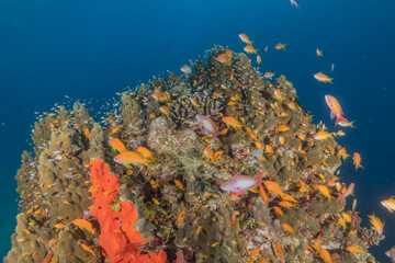 Fototapeta premium Fish swimming in the Red Sea, colorful fish, Eilat Israel 
