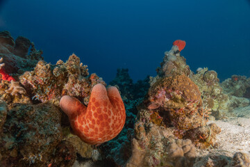 Fototapeta premium Starfish On the seabed in the Red Sea, Eilat Israel 