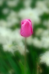 Colorful Tulips at Festival Spring Beautiful Colors Delicate Flowers