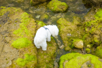 A white dog on rocks covered with green seaweed  during low tide