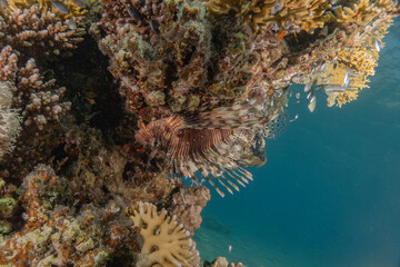 Lion fish in the Red Sea colorful fish, Eilat Israel
