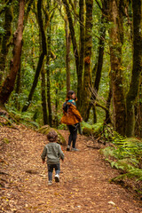 Hiking trail in the evergreen cloud forest of Garajonay National Park, La Gomera, Canary Islands, Spain