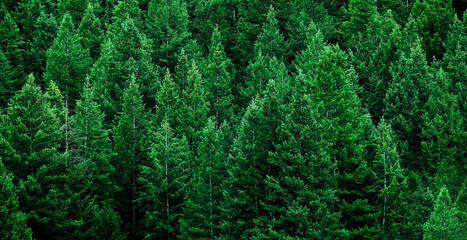 Lush Green Fresh Pine Tree Forest on Mountain Side Forrest