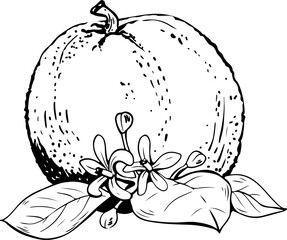 Hand drawn lineart single whole orange fruit with flowers and leaves on white background