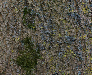 Details of the bark of fraxinus angustifolia, subspecies oxycarpa