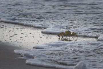 krab na plaży © Ola
