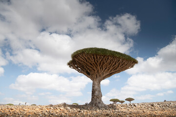 Smocze drzewo © Ola