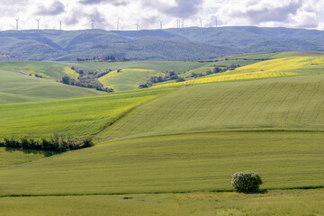 The countryside in spring in Orciano Pisano, Italy, with a wind turbine plant in the background