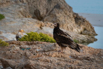vulture on the beach