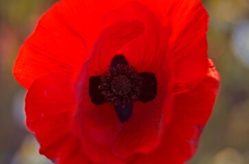 red poppy flower