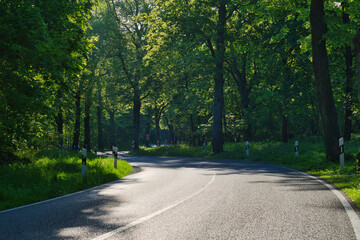 Fototapeta na wymiar Landstraße - Allee - Kurve - Straße - Hügel - Brandenburg - Ostdeutschland - Germany - Horizon - Road - Empty - Asphalt - Summer - Street - Landscape - Route - Country
