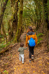 Mother and son hiking through Las Creces on the trail in the mossy tree forest of Garajonay National Park, La Gomera, Canary Islands