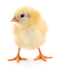 Small yellow chicken