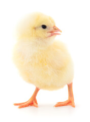 Small yellow chicken