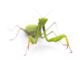 Mantis isolated on white background.