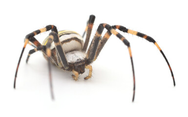 Yellow and brown spider.