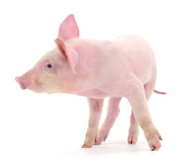 Pig on white
