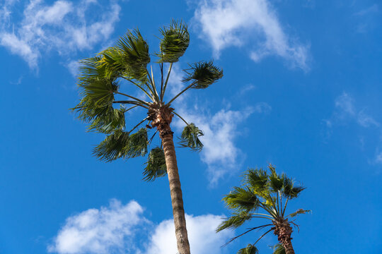 Two beautiful palm trees on the background of a blue sunny sky with clouds, bottom view