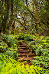 Stairs on the trail in the mossy tree forest of Garajonay National Park, La Gomera, Canary Islands. On the excursion to Las Creces