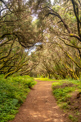 Fototapeta premium Path in the mossy forest of Garajonay National Park, La Gomera, Canary Islands. On the excursion to Las Creces