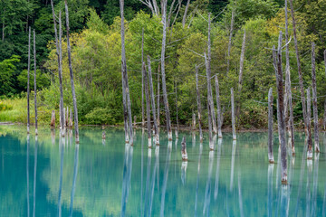 白金青い池（美瑛町）