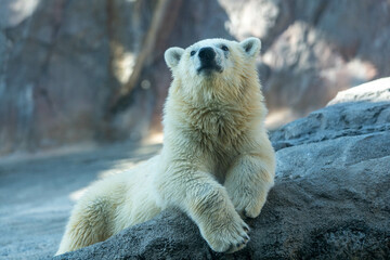 旭山動物園の動物