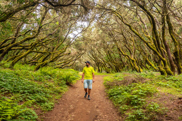 Fototapeta premium Trekking on the trail in the forest of moss trees of the Garajonay National Park, La Gomera, Canary Islands. On the excursion to Las Creces
